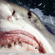 Image for article titled Great White Sharks Appear Perfectly Healthy Despite Lead, Arsenic, and Mercury Coursing Through Their Veins
